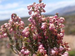 Erica umbelliflora