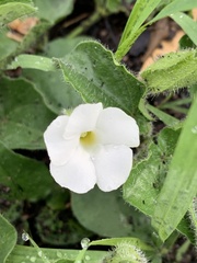 Thunbergia neglecta