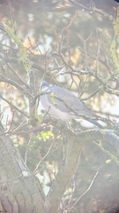 Columba palumbus