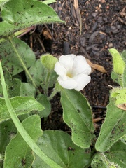 Thunbergia neglecta