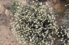 Helichrysum teretifolium