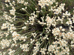Helichrysum teretifolium