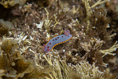 Hypselodoris bennetti
