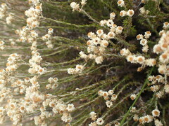 Helichrysum teretifolium