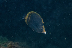Chaetodon flavirostris