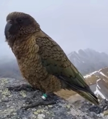 Nestor notabilis