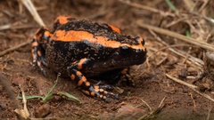 Phrynomantis bifasciatus