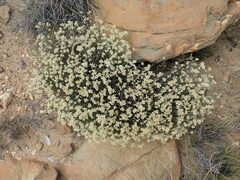 Helichrysum teretifolium