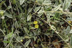 Malvaceae