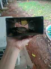 Varanus salvator bivittatus