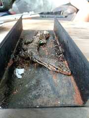 Varanus salvator bivittatus