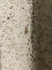 Gryllodes sigillatus