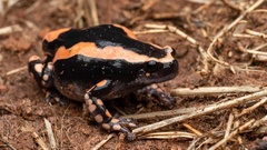 Phrynomantis bifasciatus