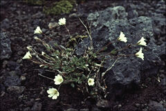 Cerastium alpinum