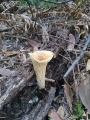 Turbinellus kauffmanii