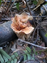 Turbinellus kauffmanii