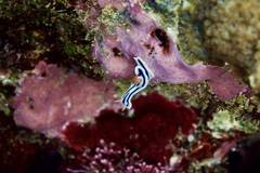 Chromodoris lochi
