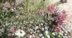 Leucospermum wittebergense