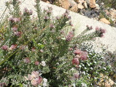 Leucospermum wittebergense