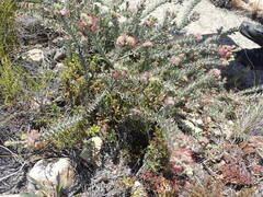 Leucospermum wittebergense