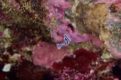 Chromodoris lochi