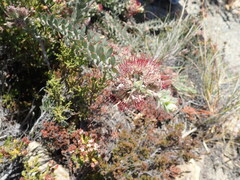 Leucospermum wittebergense