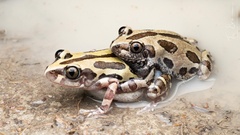 Kassina senegalensis