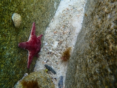 Anthaster valvulatus