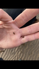 Coccinella undecimpunctata