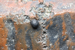Calacta lugubris