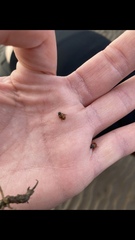 Coccinella undecimpunctata