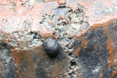 Calacta lugubris