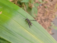 Apodynerus formosensis