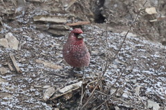 Carpodacus rubicilla