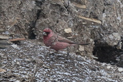 Carpodacus rubicilla