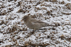 Carpodacus rubicilla