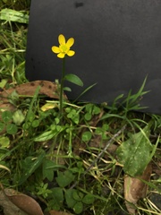 Ranunculus plebeius
