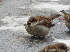 Passer domesticus
