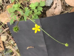 Ranunculus plebeius