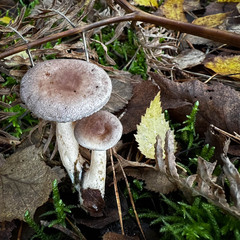 Lactarius vietus
