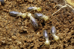 Termitinae