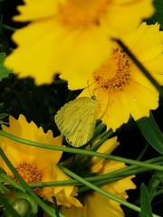Eurema mandarina