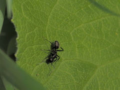 Camponotus