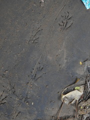 Varanus salvator bivittatus