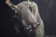 Hypsignathus monstrosus