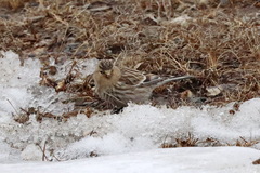 Linaria flavirostris