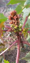 Ricinus communis