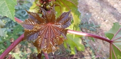Ricinus communis
