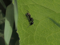 Camponotus