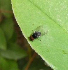 Lindneromyia